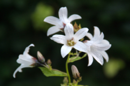 Campanula latifolia 'Alba'Breed klokje bestellen